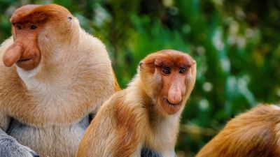 Nasenaffe / Proboscis monkey - Long nosed monkey