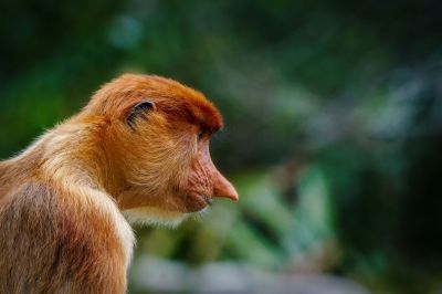 Nasenaffe (W) / Proboscis monkey - Long nosed monkey