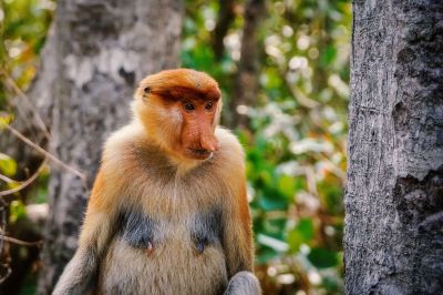 Nasenaffe (W) / Proboscis monkey - Long nosed monkey