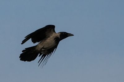 Nebelkrähe / Carrion Crow - Landeanflug!