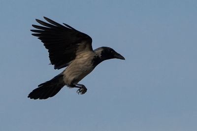 Nebelkrähe / Carrion Crow - Landeanflug!