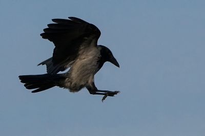 Nebelkrähe / Carrion Crow - Landeanflug!