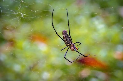 Nephila pilipes Seidenspinne (W) / Northern Golden Orb Weaver - Giant Golden Orb Weaver