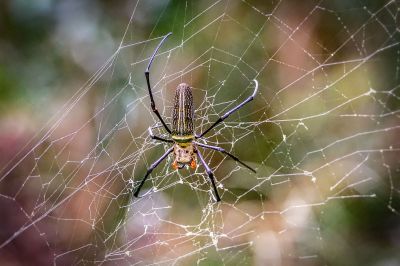 Nephila pilipes Seidenspinne (W) / Northern Golden Orb Weaver - Giant Golden Orb Weaver