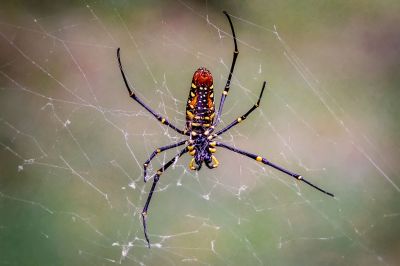 Nephila pilipes Seidenspinne (W) / Northern Golden Orb Weaver - Giant Golden Orb Weaver