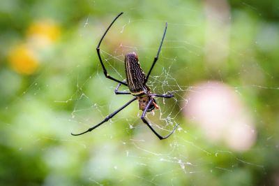 Nephila pilipes Seidenspinne (W) / Northern Golden Orb Weaver - Giant Golden Orb Weaver