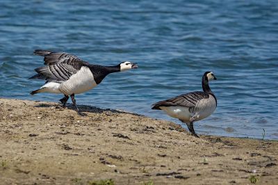 Weißwangengans - Nonnengans / Barnacle Goose