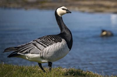 Weißwangengans - Nonnengans / Barnacle Goose