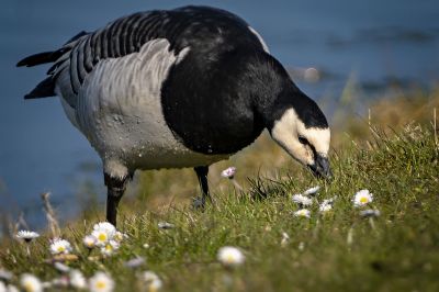 Weißwangengans - Nonnengans / Barnacle Goose