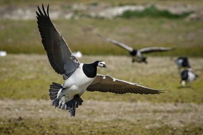 Weißwangengans - Nonnengans / Barnacle Goose