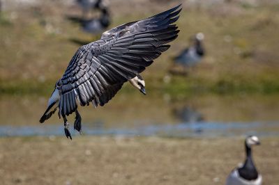 Weißwangengans - Nonnengans / Barnacle Goose