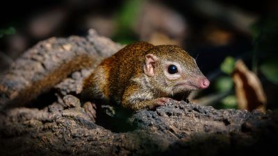 Nördliches Spitzhörnchen - Belangers Tupaja / Northern Treeshrew