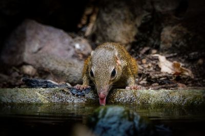 Nördliches Spitzhörnchen - Belangers Tupaja / Northern Treeshrew