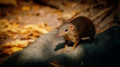 Nördliches Spitzhörnchen - Belangers Tupaja / Northern Treeshrew