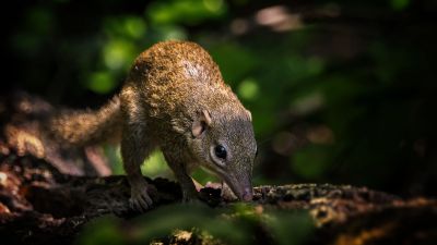 Nördliches Spitzhörnchen - Belangers Tupaja / Northern Treeshrew