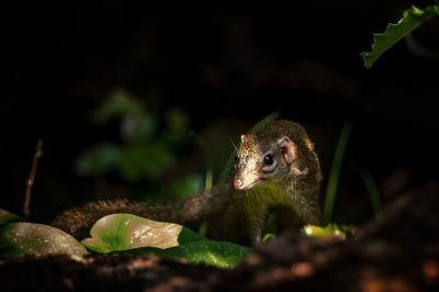 Nördliches Spitzhörnchen - Belangers Tupaja / Northern Treeshrew