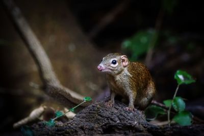 Nördliches Spitzhörnchen - Belangers Tupaja / Northern Treeshrew