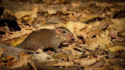 Nördliches Spitzhörnchen - Belangers Tupaja / Northern Treeshrew