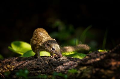 Nördliches Spitzhörnchen - Belangers Tupaja / Northern Treeshrew