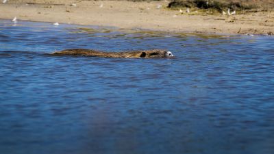 Nutria - Coypu