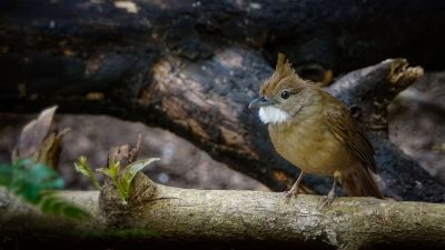 Rostbauchbülbül / Ochraceous Bulbul