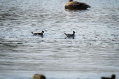 Odinshühnchen / Red-necked Phalarope