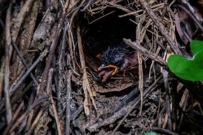 Ohrenpitta (J) / Eared Pitta