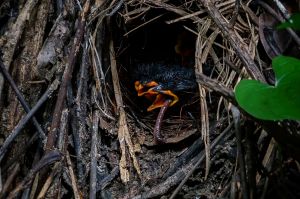 Ohrenpitta (Eared Pitta) J