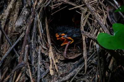 Ohrenpitta (3xJ) / Eared Pitta
