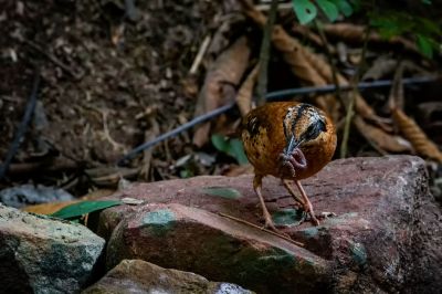 Ohrenpitta (M) / Eared Pitta