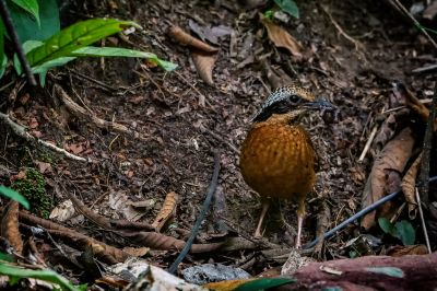 Ohrenpitta (M) / Eared Pitta