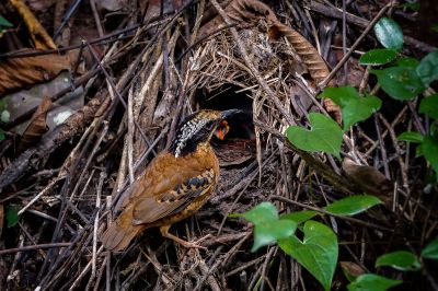 Ohrenpitta (M) / Eared Pitta