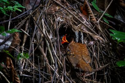 Ohrenpitta (M) / Eared Pitta