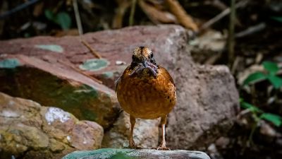 Ohrenpitta (M) / Eared Pitta