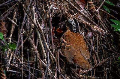 Ohrenpitta (M) / Eared Pitta