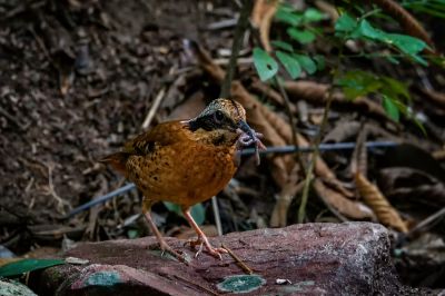 Ohrenpitta (M) / Eared Pitta