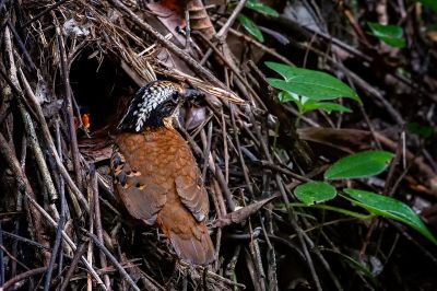 Ohrenpitta (M) / Eared Pitta