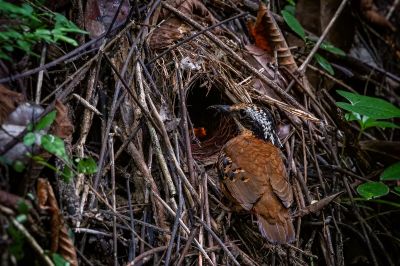 Ohrenpitta (M) / Eared Pitta