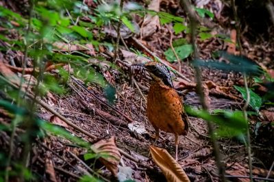 Ohrenpitta (M) / Eared Pitta