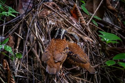 Ohrenpitta (M,W) / Eared Pitta