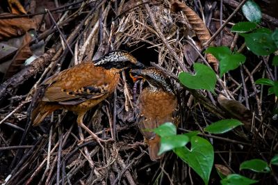 Ohrenpitta / Eared Pitta