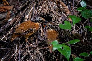 Ohrenpitta (Eared Pitta) M & W