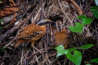 Ohrenpitta (M&W) / Eared Pitta