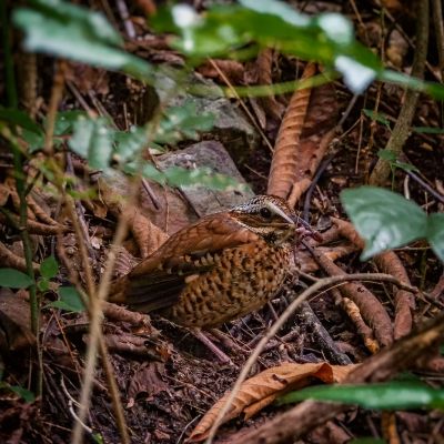 Ohrenpitta (W) / Eared Pitta