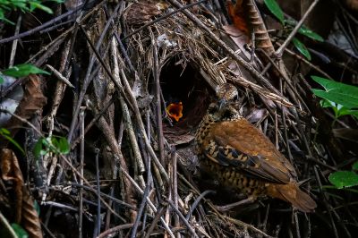 Ohrenpitta (W) / Eared Pitta