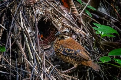 Ohrenpitta (W) / Eared Pitta