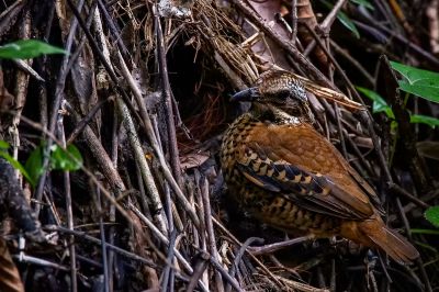 Ohrenpitta (W) / Eared Pitta