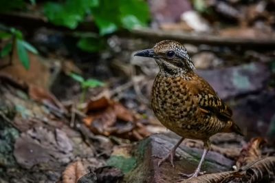 Ohrenpitta (W) / Eared Pitta