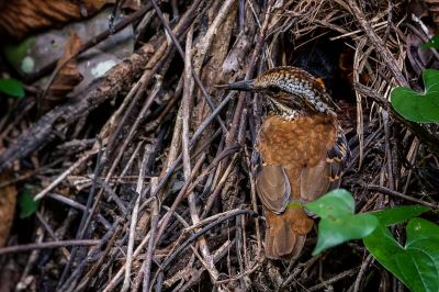 Ohrenpitta (W) / Eared Pitta