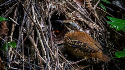 Ohrenpitta (W) / Eared Pitta